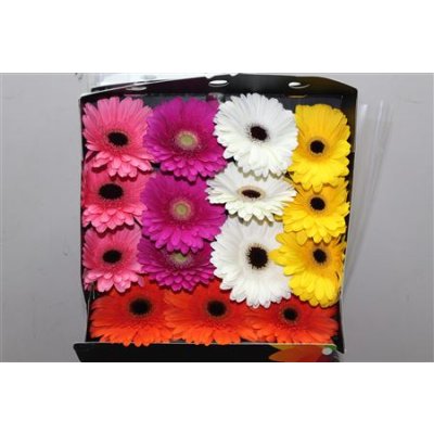 Gerbera Gr Diamond Mixed