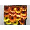 Gerbera Gr Diamond Mixed Orange
