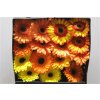Gerbera Gr Diamond Mixed Orange