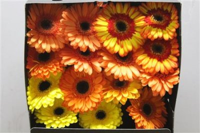 Gerbera Gr Diamond Mixed Orange