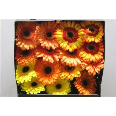 Gerbera Gr Diamond Mixed Orange