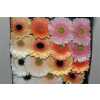 Gerbera Gr Diamond Mixed Pastel