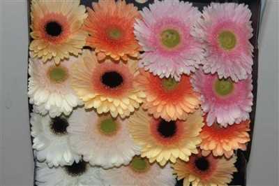 Gerbera Gr Diamond Mixed Pastel