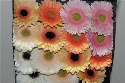 Gerbera Gr Diamond Mixed Pastel