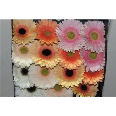 Gerbera Gr Diamond Mixed Pastel