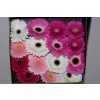 Gerbera Gr Diamond Mixed Pink