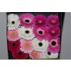 Gerbera Gr Diamond Mixed Pink