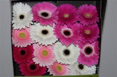 Gerbera Gr Diamond Mixed Pink