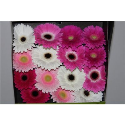 Gerbera Gr Diamond Mixed Pink