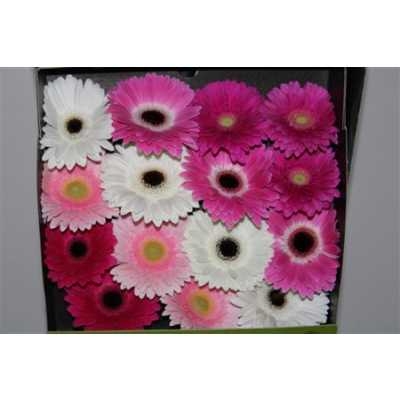Gerbera Gr Diamond Mixed Pink