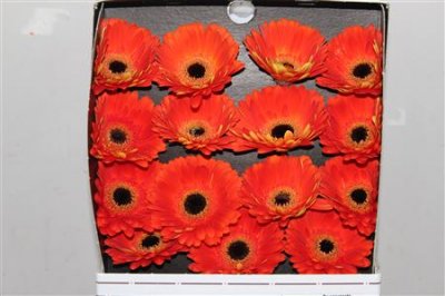 Gerbera Gr Diamond Mojo