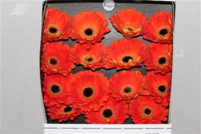 Gerbera Gr Diamond Mojo