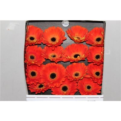 Gerbera Gr Diamond Mojo