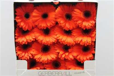 Gerbera Gr Diamond Monarch