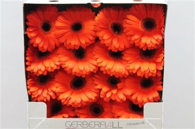 Gerbera Gr Diamond Monarch