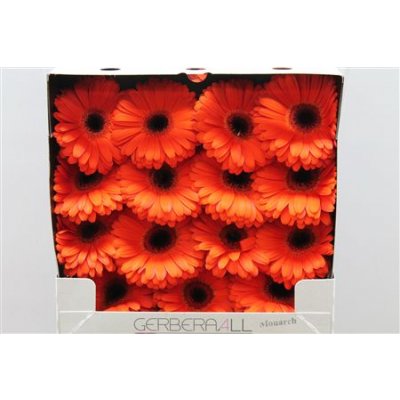 Gerbera Gr Diamond Monarch