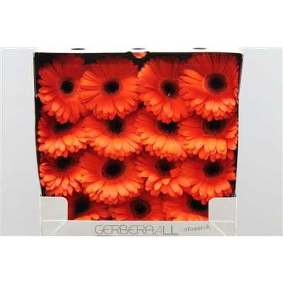 Gerbera Gr Diamond Monarch