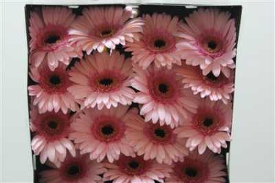 Gerbera Gr Diamond Monroe