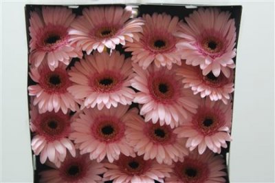 Gerbera Gr Diamond Monroe