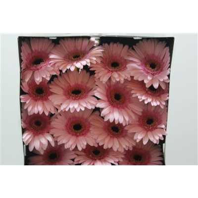 Gerbera Gr Diamond Monroe