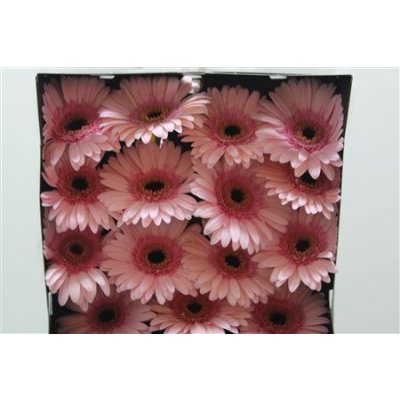 Gerbera Gr Diamond Monroe