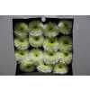 Gerbera Gr Diamond Moon Kick