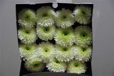 Gerbera Gr Diamond Moon Kick