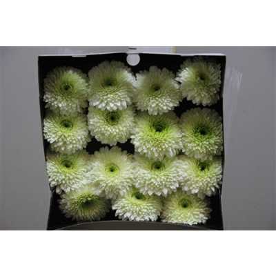 Gerbera Gr Diamond Moon Kick