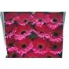 Gerbera Gr Diamond Mulan