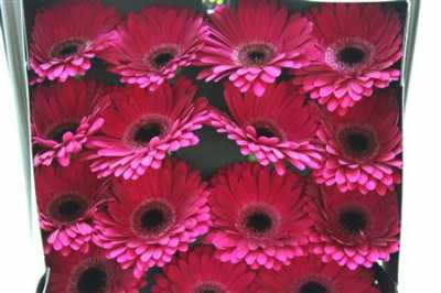 Gerbera Gr Diamond Mulan