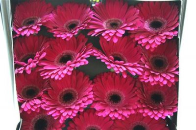 Gerbera Gr Diamond Mulan
