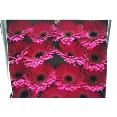 Gerbera Gr Diamond Mulan