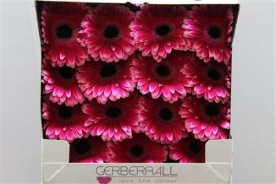 Gerbera Gr Diamond Nuance