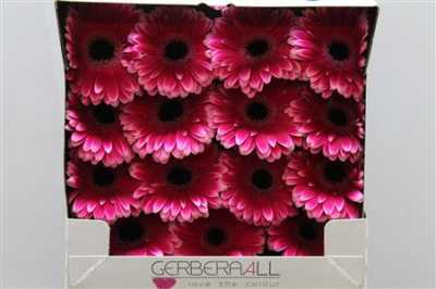 Gerbera Gr Diamond Nuance