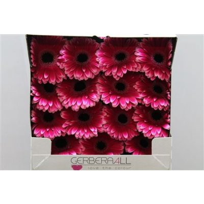 Gerbera Gr Diamond Nuance