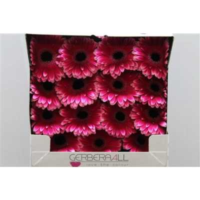Gerbera Gr Diamond Nuance