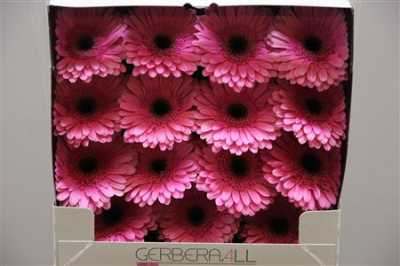 Gerbera Gr Diamond Oilila