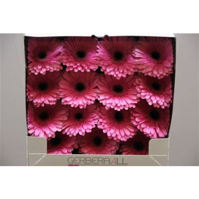 Gerbera Gr Diamond Oilila