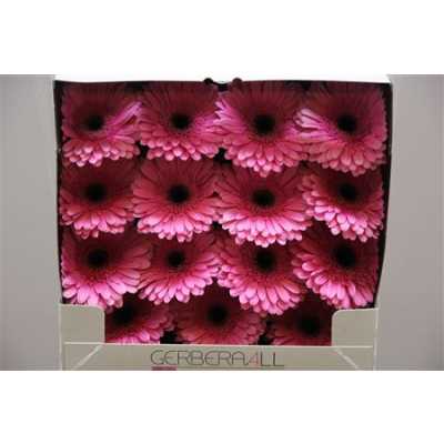 Gerbera Gr Diamond Oilila