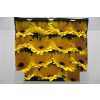 Gerbera Gr Diamond Olympic Gold