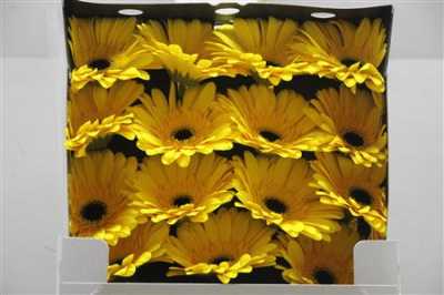 Gerbera Gr Diamond Olympic Gold