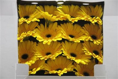 Gerbera Gr Diamond Olympic Gold