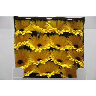 Gerbera Gr Diamond Olympic Gold