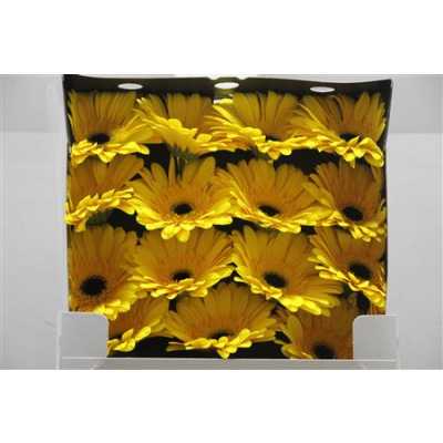 Gerbera Gr Diamond Olympic Gold