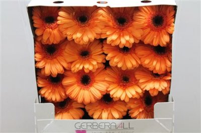 Gerbera Gr Diamond Optima