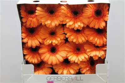 Gerbera Gr Diamond Optima