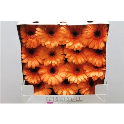 Gerbera Gr Diamond Optima