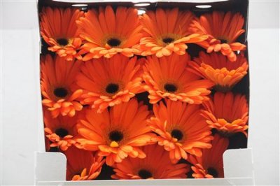 Gerbera Gr Diamond Orange-up