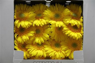 Gerbera Gr Diamond Panama