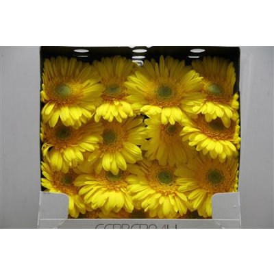 Gerbera Gr Diamond Panama